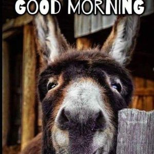 Meet your Posher, Jeffrey